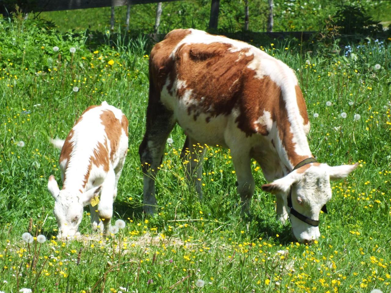 Ferienhaus Untergladner Schladming Εξωτερικό φωτογραφία